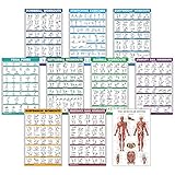 QUICKFIT Übungsposter-Set – Kurzhantel, Suspension, Kugelhantel, Widerstandsbänder, Stretching, Körpergewicht, Langhantel, Yoga, Stabilitätsball, Muskelsystem Diagramm, Laminated, 18' x 27'